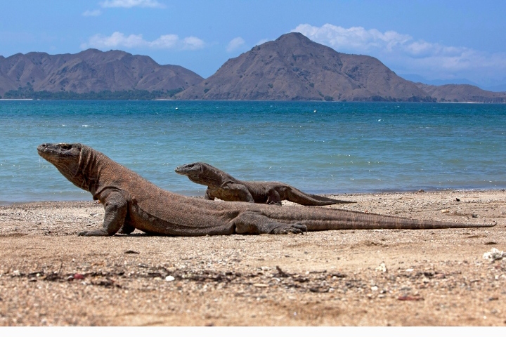 Taman Nasional Komodo