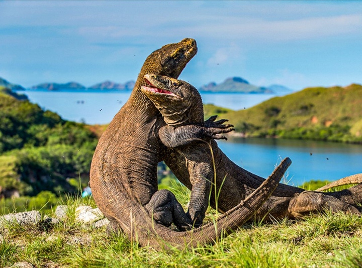 Taman Nasional Komodo